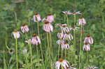 Wavyleaf purple coneflower